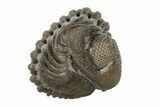 Wide, Enrolled Eldredgeops Trilobite Fossil - Ohio #188913-2